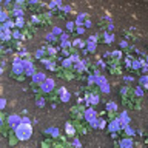 Meet your Posher, Hewan